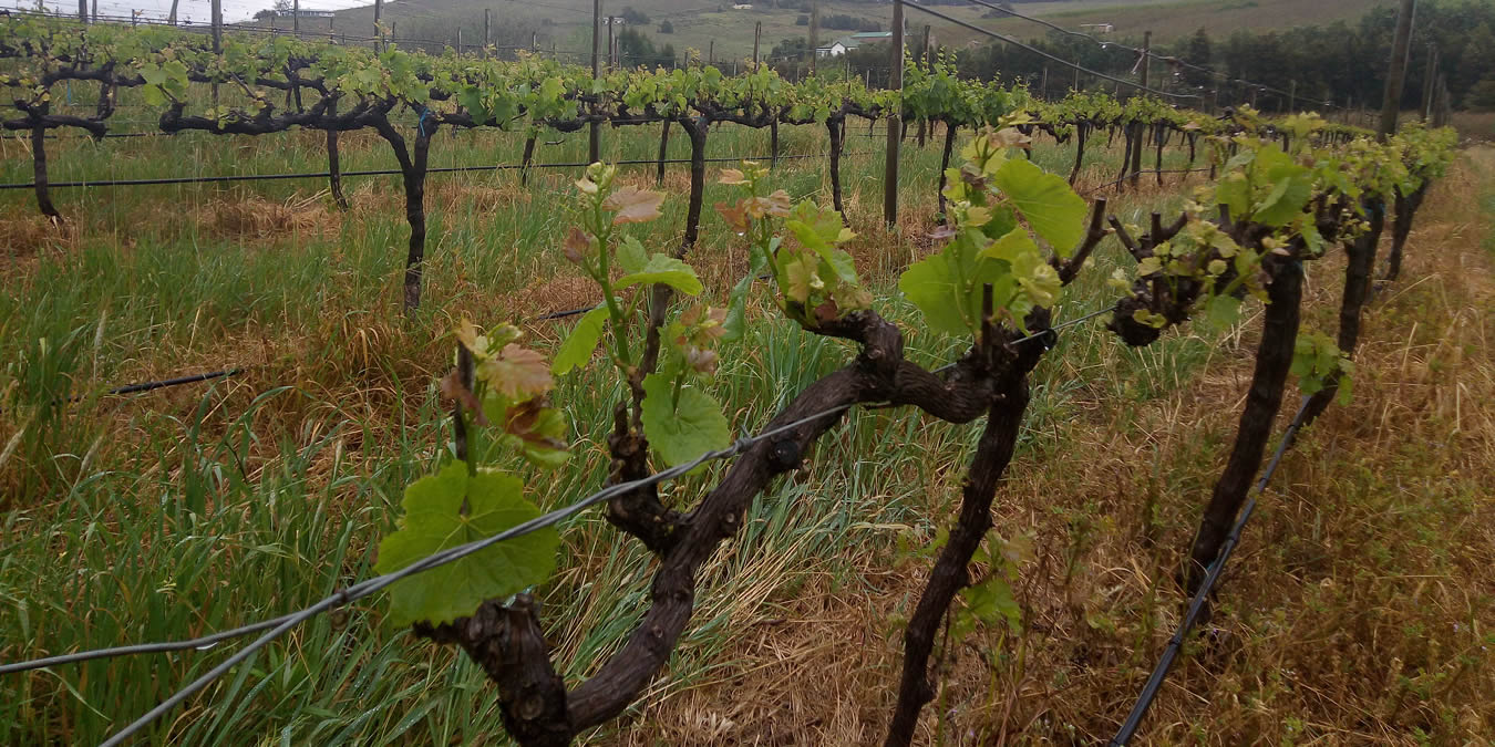 Chardonnay Vines